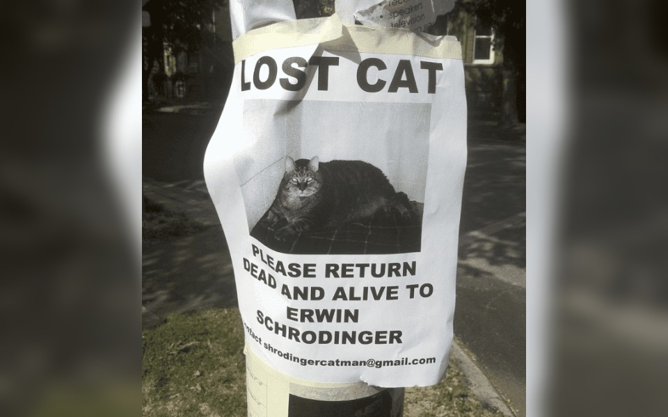 A street poster the reads "lost cat"