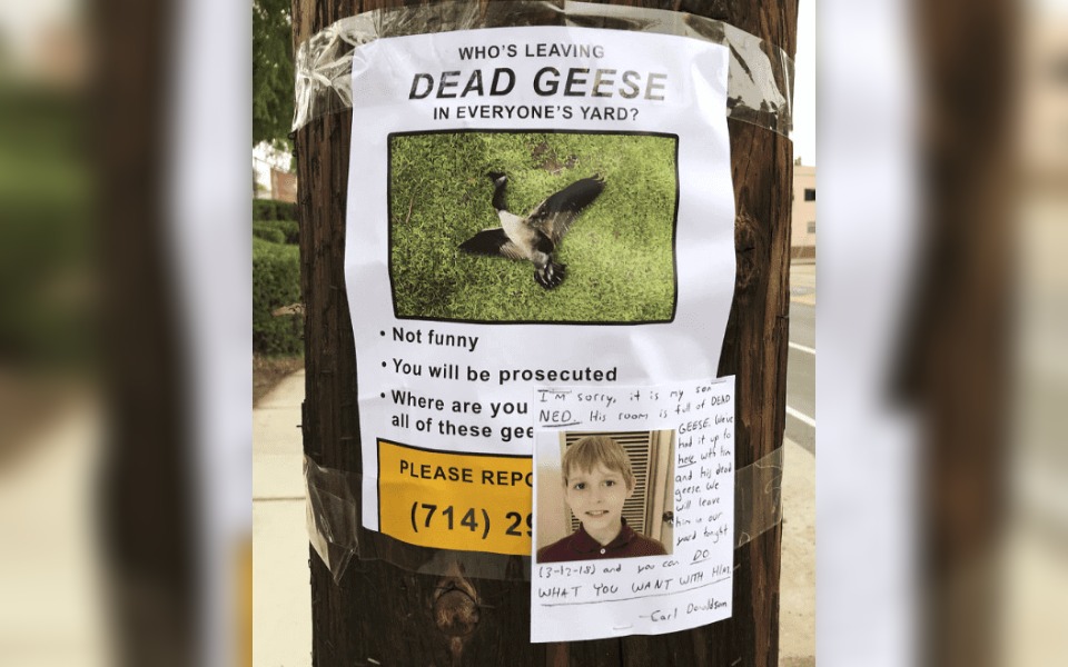 A street poster that reads "Dead Geese"