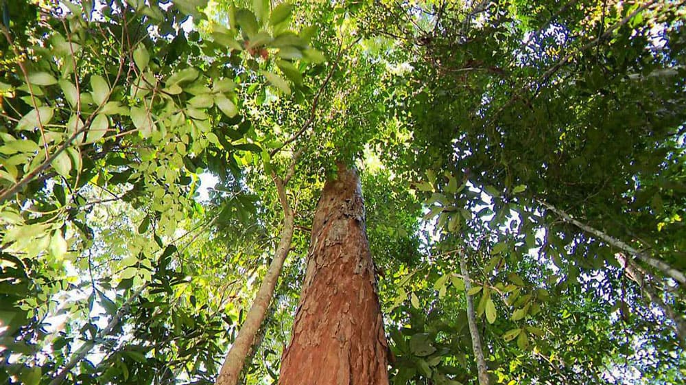 Pau-Brasil Tree