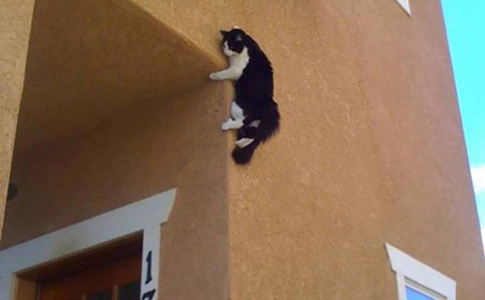A cat hanging from the side of a house 