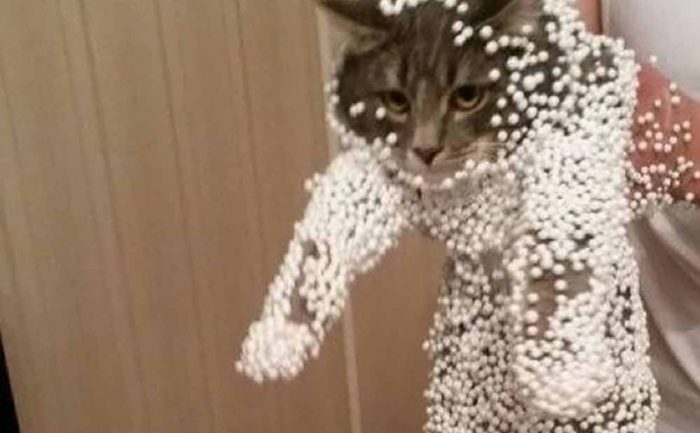 A cat covered in packing peanuts 
