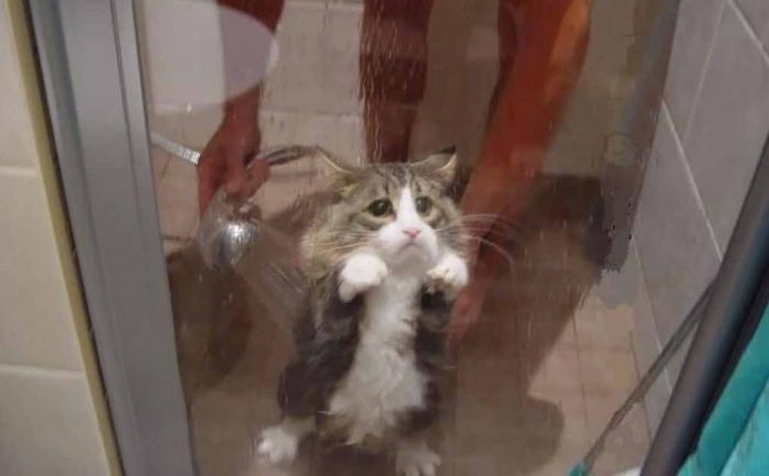 A cat looking very sad while receiving a shower 