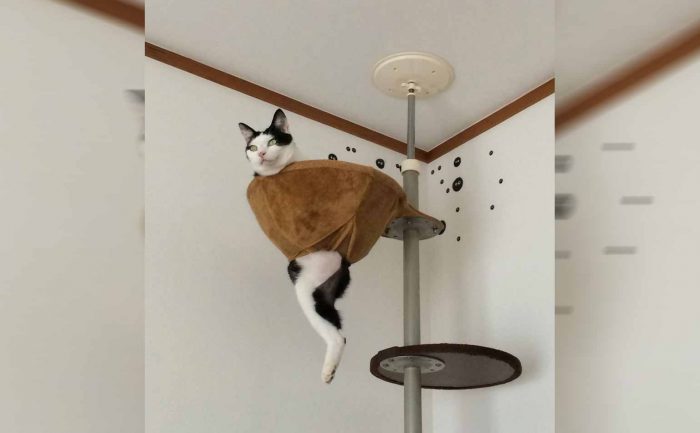 A cat stuck inside of a climbing post 