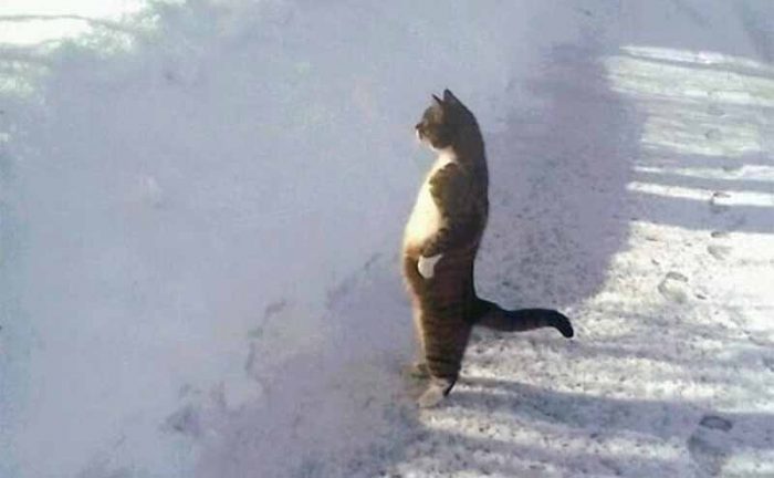 A cat standing up in front of a large wall of snow pushed up to the side of the road 