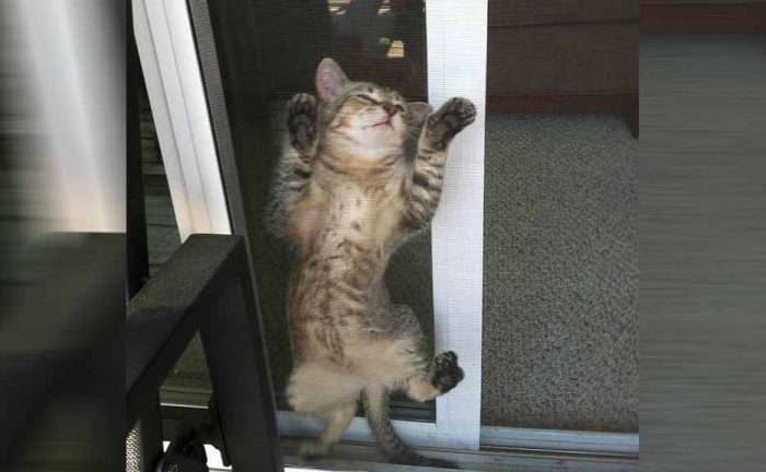 A cat stuck in between a screen and a door 