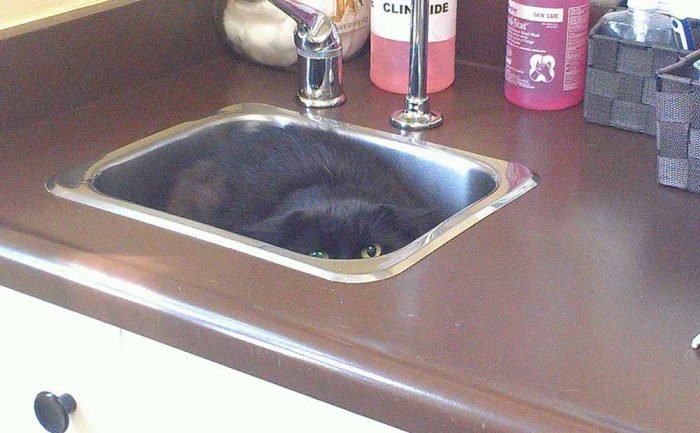 A cat hiding in a sink at the vet’s office 