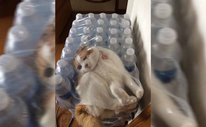 A cat stuck in a 24 pack of water bottles 