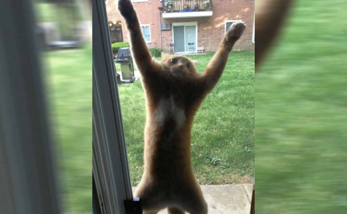 A cat stuck on a screen door 