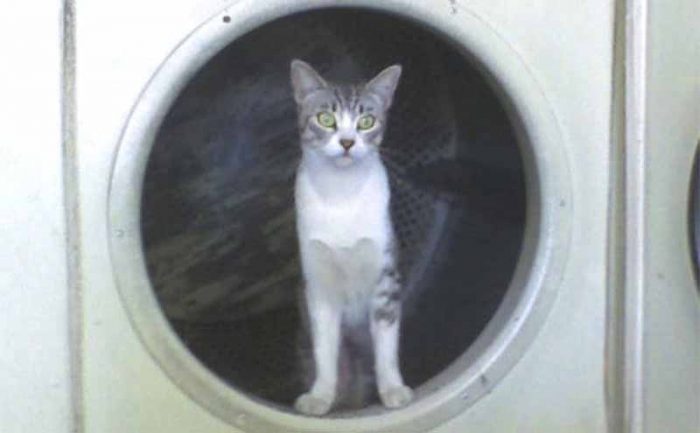 A cat standing inside of a large dryer