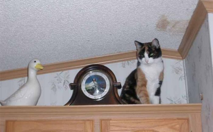 A cat sitting next to a grandfather clock giving side eye to the ceramic duck on the other side of the clock 
