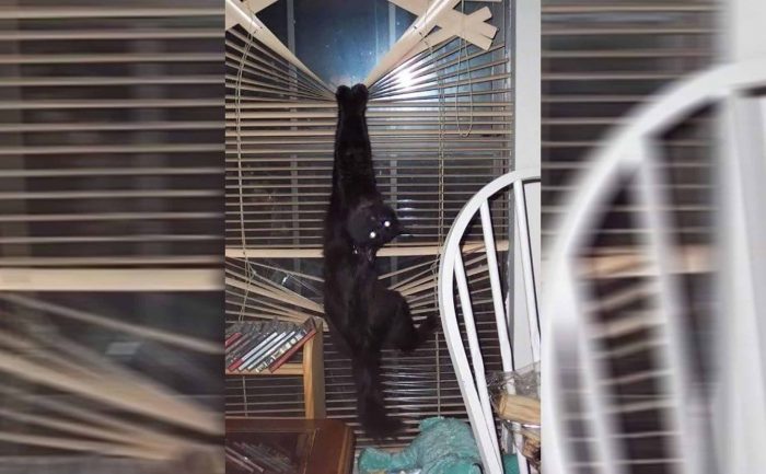A cat hanging off of blinds, looking afraid to let go 