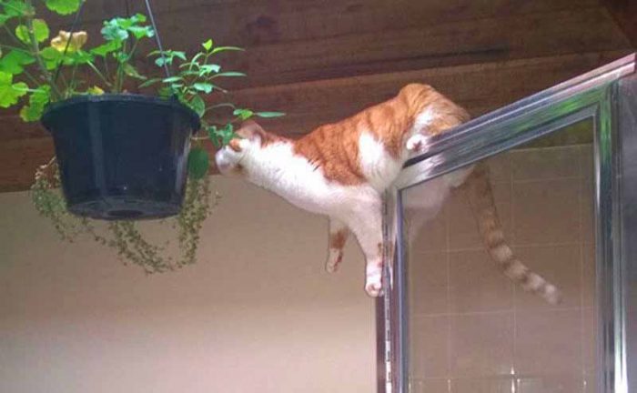 A cat hanging from the top of a show door reaching over towards a hanging plant 