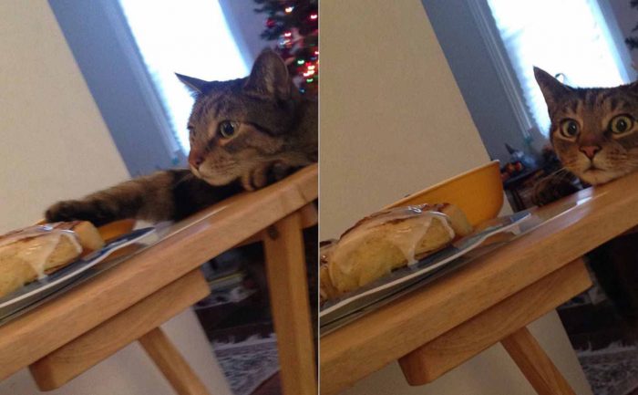 A cat reaching for a cinnamon bun and then looking like he was caught 