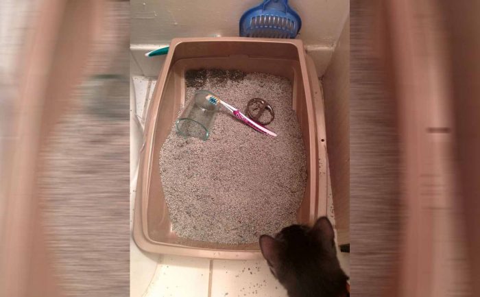 A toothbrush and cup inside of a cat’s litter box 