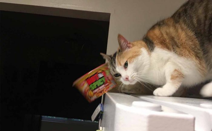 A cat knocking ramen noodles off of the top of a fridge 