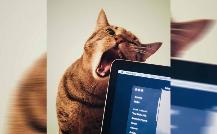 A cat who looks like they are about to take a bite out of the side of someone’s laptop 