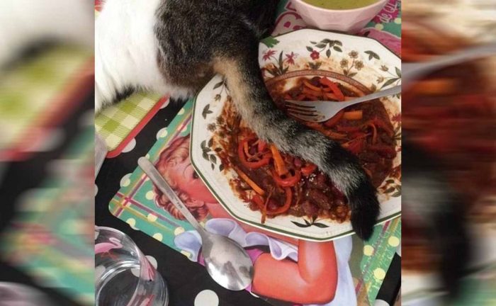 A cat sitting next to a bowl of food with his tail draped across it 