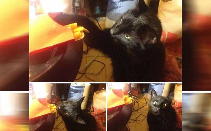 A cat grabbing some French fries and then looking up at the camera realizing they got caught 