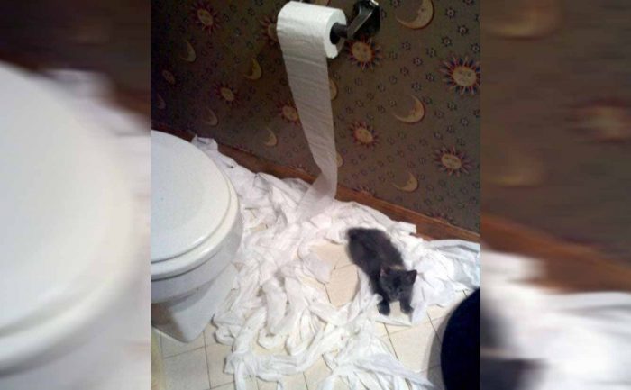A kitten sitting in a pile of unrolled toilet paper all over the bathroom floor 