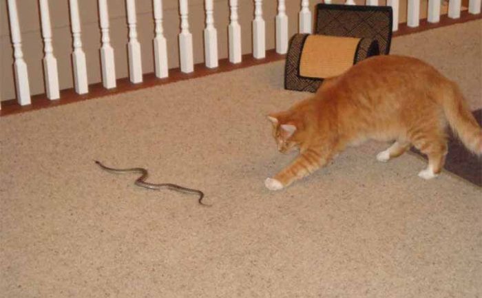 A cat about to play with a snake inside of someone’s home 