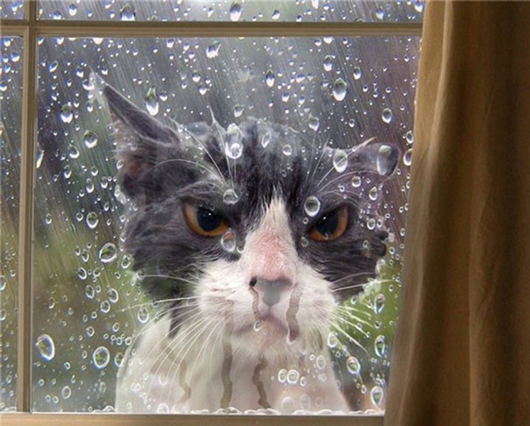 A cat outside in the rain