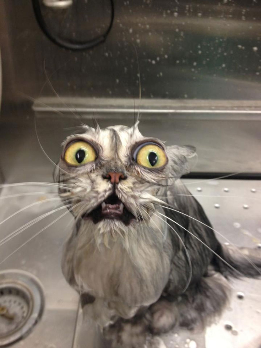 A cat after a bath