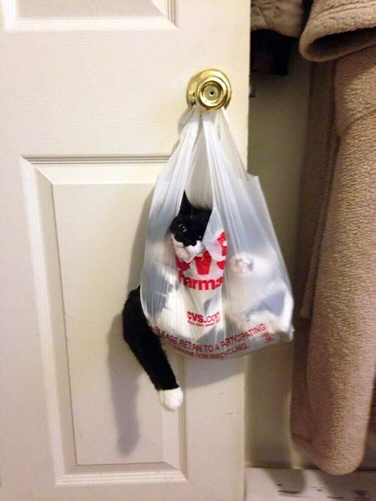 A cat inside a plastic shopping bag