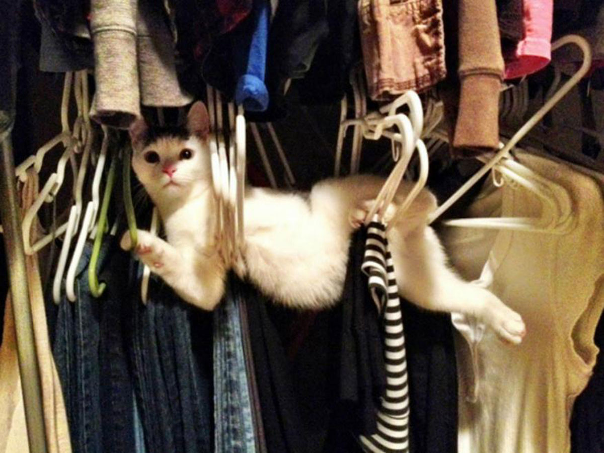 Cat stretched out overcoat hangers 