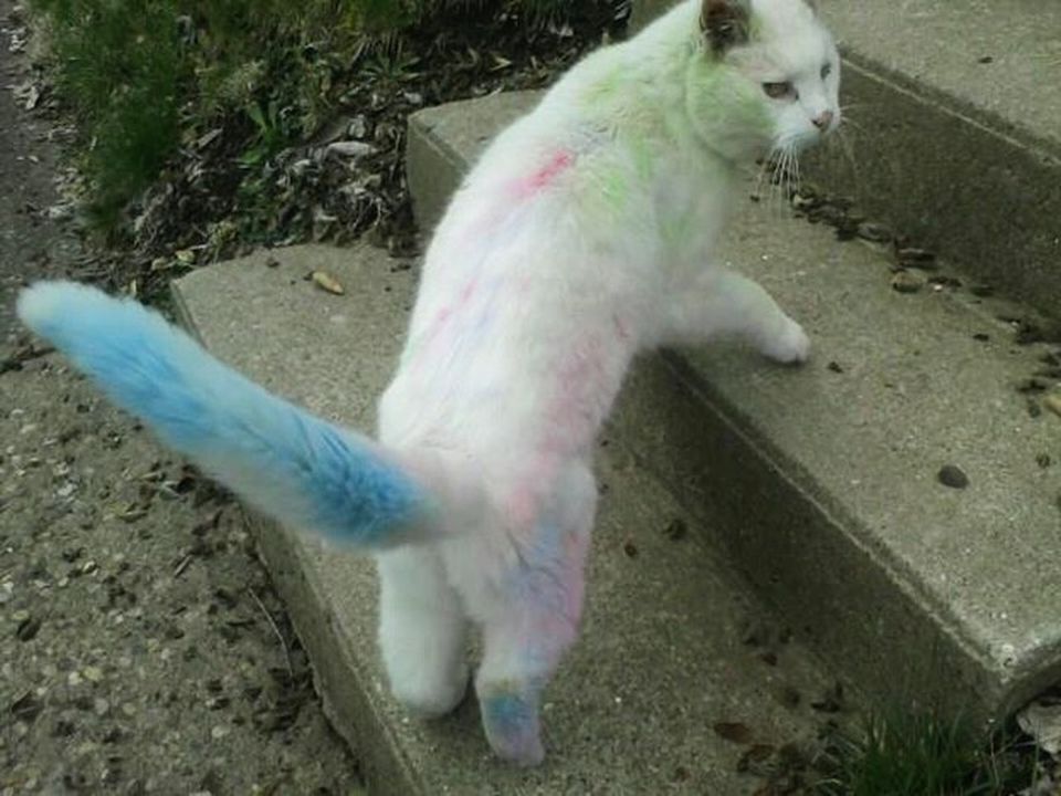 White cat painted a few colors