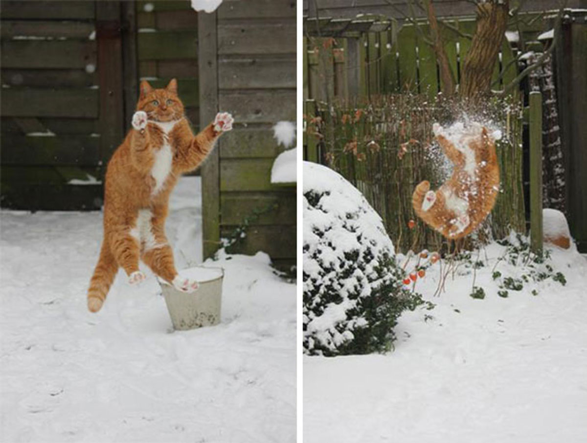 Cat being hit by a snowball