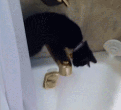 Cat playing with bathwater