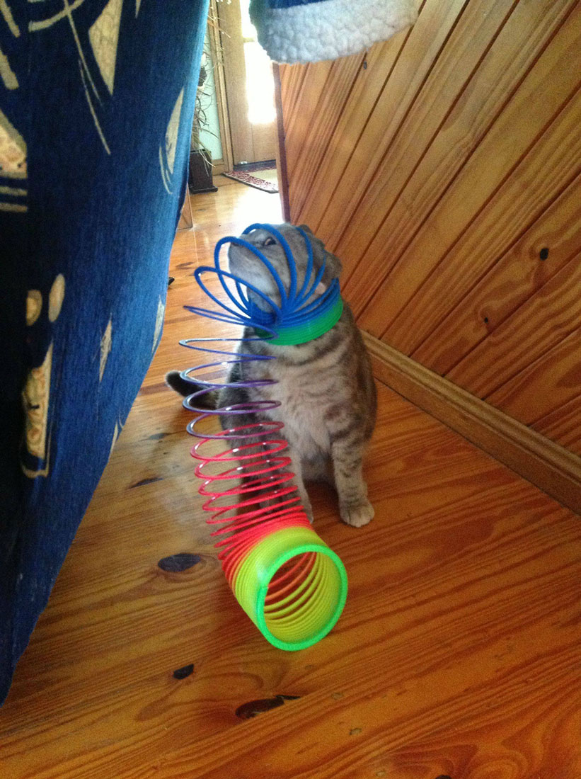 Cat with his head caught in a slinky