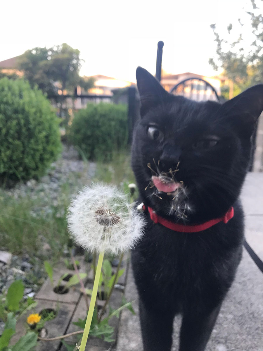 Cat a dandelion 