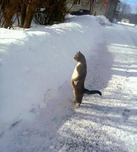 Cat standing in front of the snow wall