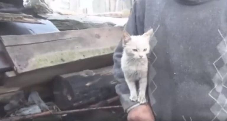Cat saved after fire