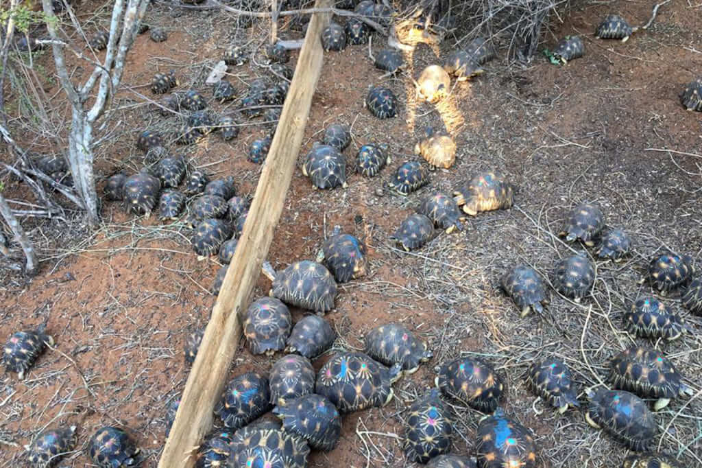 tortoises