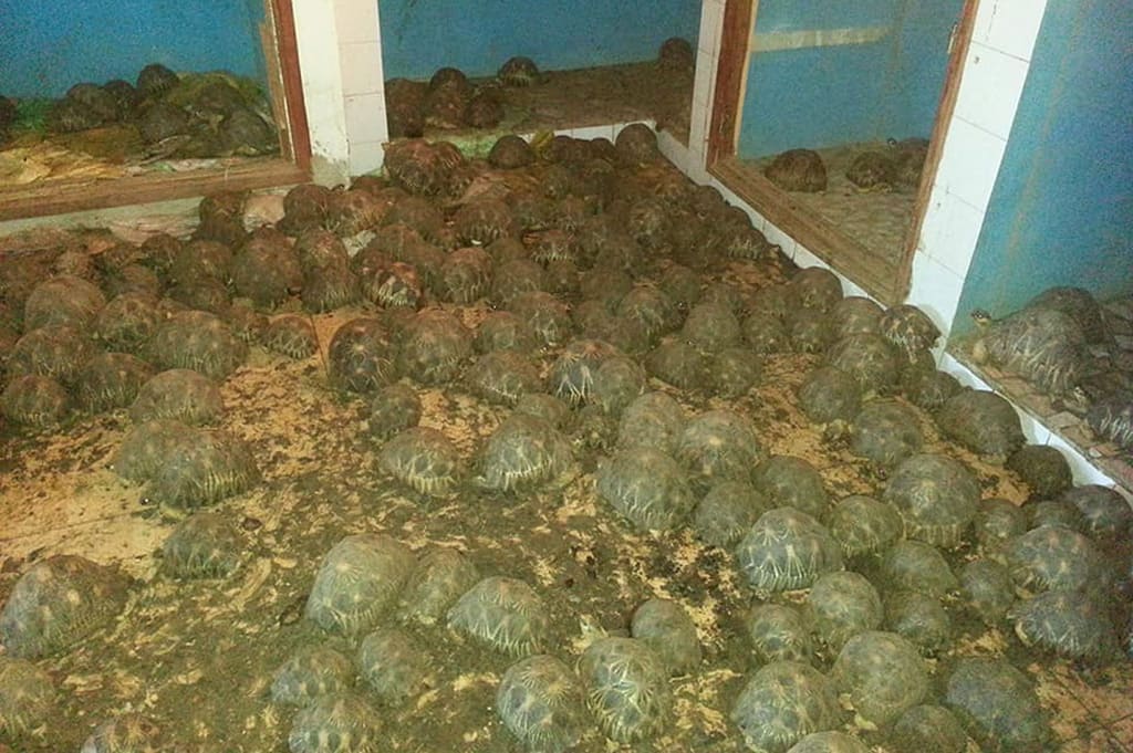 tortoises