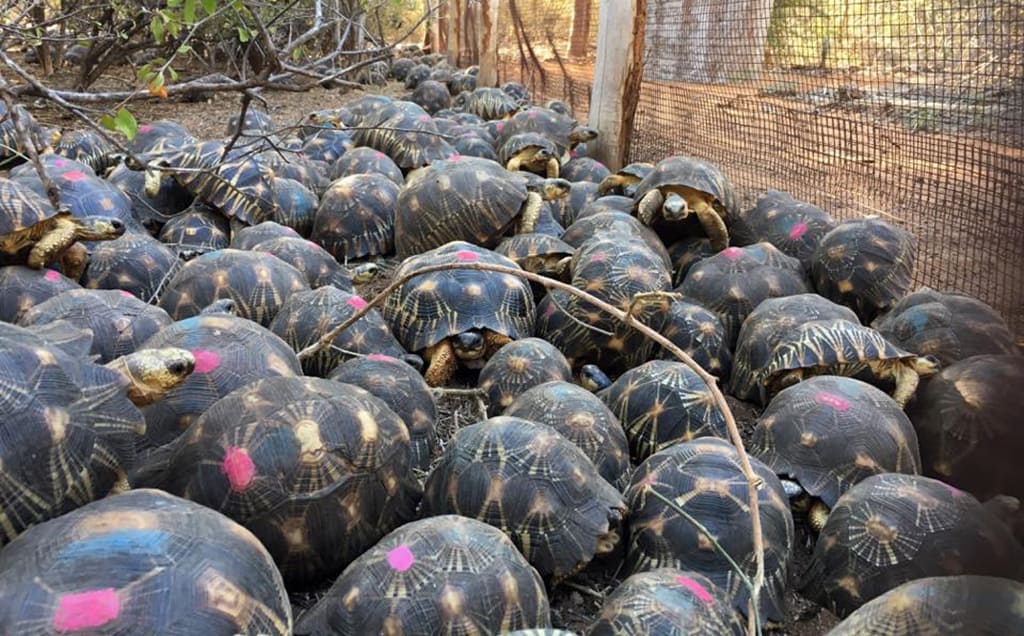 tortoises