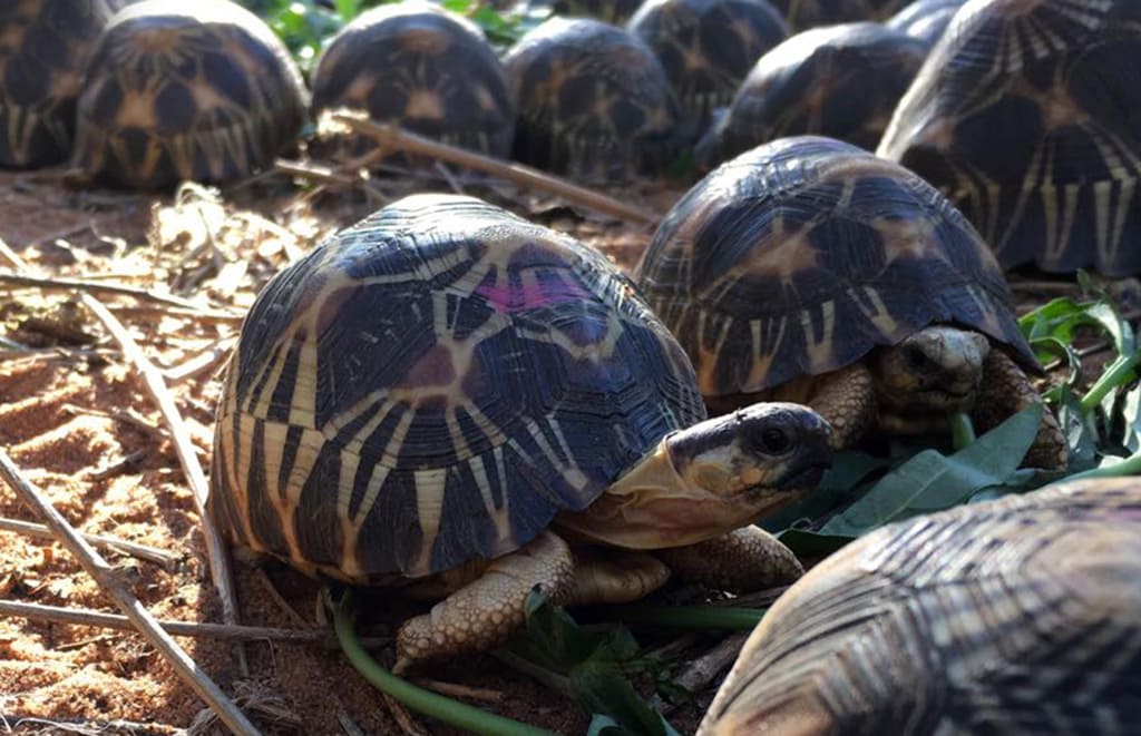 tortoise