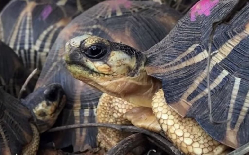 tortoise