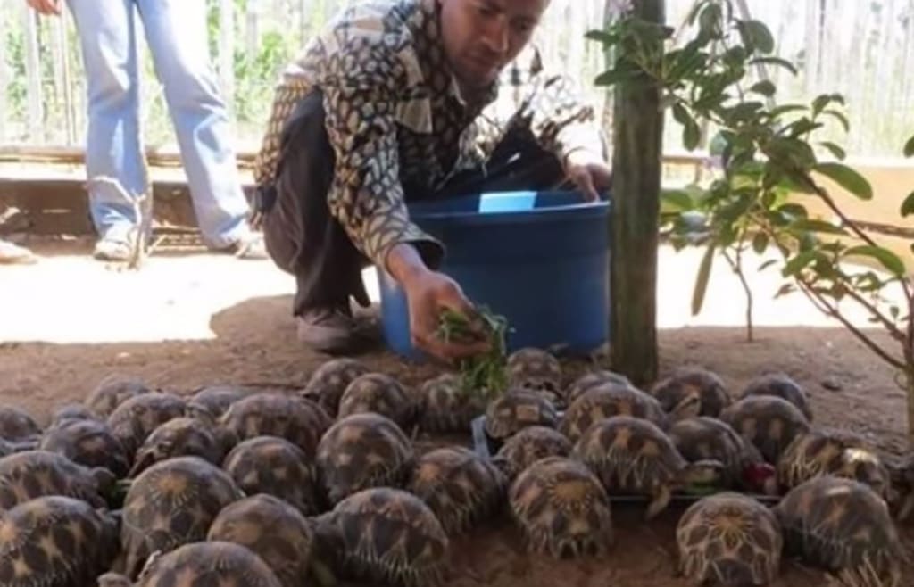 man feeding a tortoise
