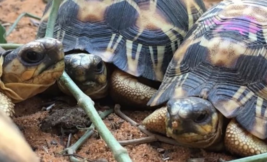 A tortoise