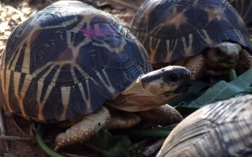 A tortoise