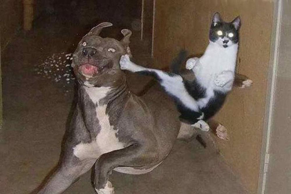 Cat kicking a dog in the jaw