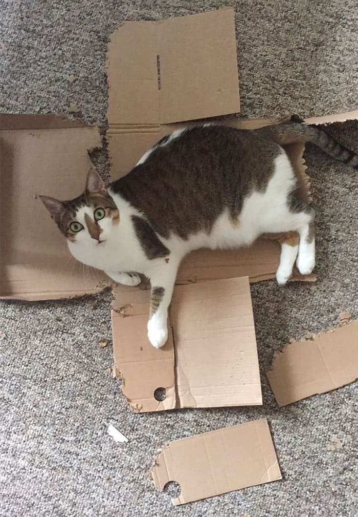 Cat on a box