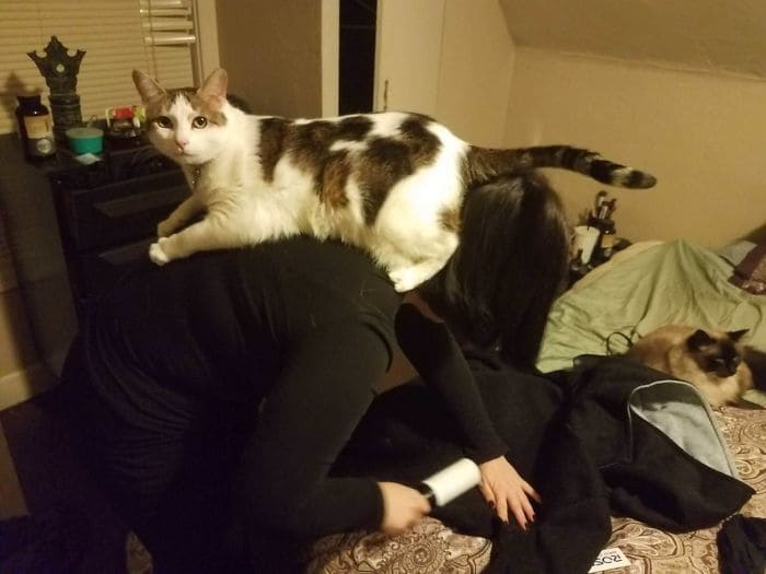 Cat on a back