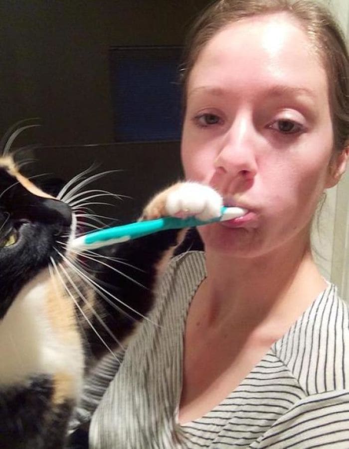 Cat putting a toothbrush in his mouth