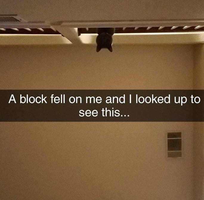 Cat coming out of a ceiling 