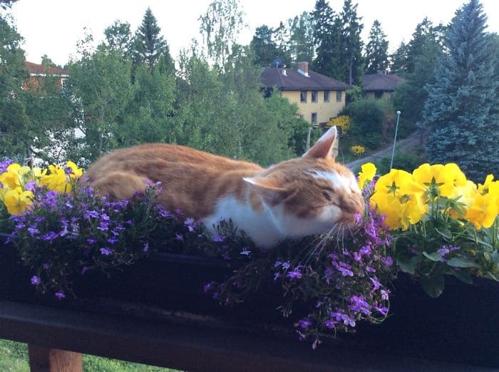 Sleeping on a flowerbed