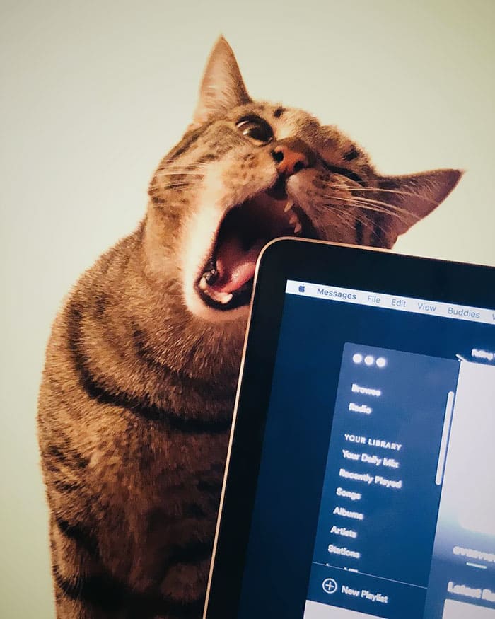 Cat biting Apple iPad 